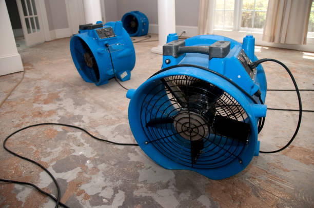 Best Water damage cleanup near me  in Petersburg, IN