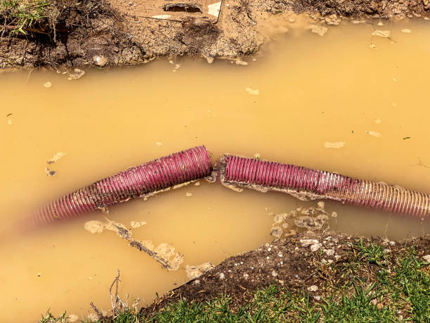 Best Water damage contractors near me  in Petersburg, IN